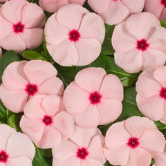 Vinca Heatwave Apricot