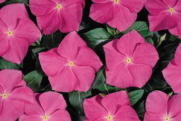 Vinca Heatwave Deep Rose