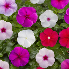 Vinca Blockbuster Mix