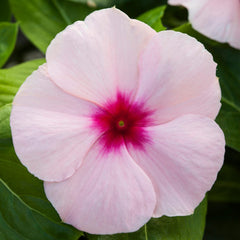 Vinca Blockbuster Apricot