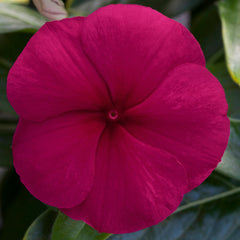 Vinca Blockbuster Burgundy