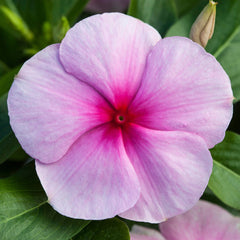 Vinca Blockbuster Blush
