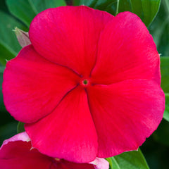Vinca Blockbuster Dark Red