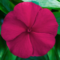 Vinca Blockbuster Crimson