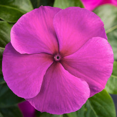 Vinca Blockbuster Purple
