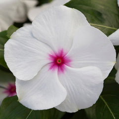Vinca Blockbuster Peppermint