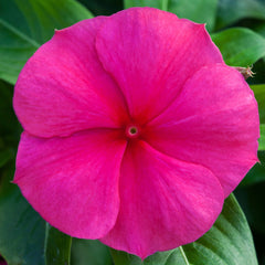 Vinca Blockbuster Punch