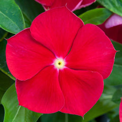 Vinca Blockbuster Red w/Eye