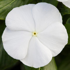 Vinca Blockbuster White