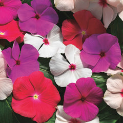 Vinca Cora Cascade XDR Mixture
