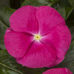 Vinca Cora Cascade XDR Bright Rose