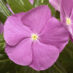 Vinca Cora Cascade XDR Lavender w/Eye