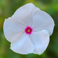 Vinca Cora Cascade XDR Polka Dot