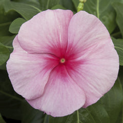Vinca Cora Cascade XDR Strawberry