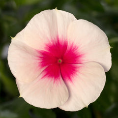 Vinca Cora Cascade Apricot
