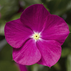 Vinca Cora Cascade Violet