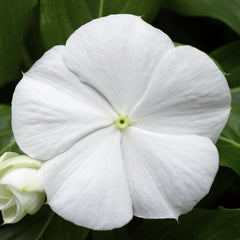 Vinca Cora Cascade White
