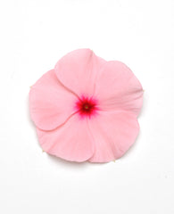 Vinca Titan Apricot