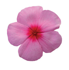 Vinca Titan Blush