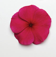 Vinca Titan Burgundy