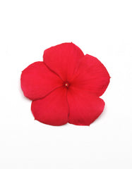 Vinca Titan Dark Red