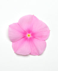 Vinca Titan Icy Pink