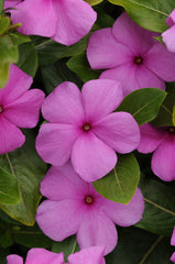 Vinca Titan Lilac