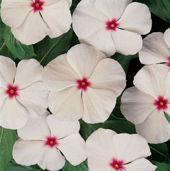 Vinca Titan Polka Dot