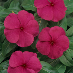 Vinca Titan Punch