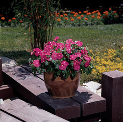 Vinca Titan Rose