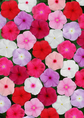 Vinca Titan Mixture