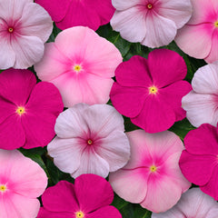 Vinca Titan Bubble Gum Mixture
