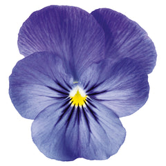Viola Admire Blue