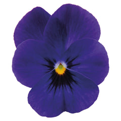 Viola Admire Deep Blue