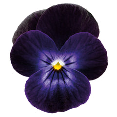 Viola Admire Deep Purple Face