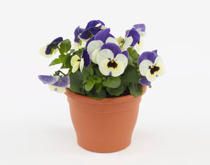Viola Admire Jolly Face