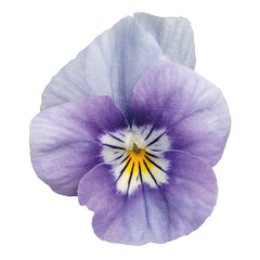 Viola Admire Lavender Pink Face