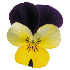 Viola Admire Lemon Purple Wing