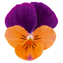 Viola Admire Orange Purple Wing