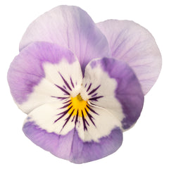 Viola Admire Pink Surprise