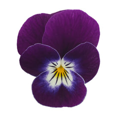 Viola Admire Purple White Face