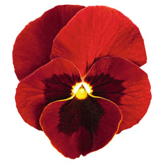 Viola Admire Red Blotch