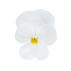 Viola Admire White