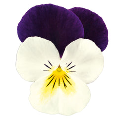 Viola Admire White Purple Wing