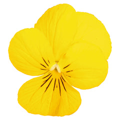 Viola Admire Yellow