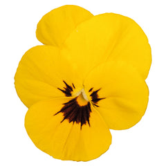 Viola Admire Yellow Blotch