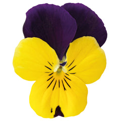 Viola Admire Yellow Purple Wing
