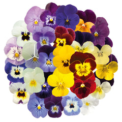Viola Admire Maxi Mix