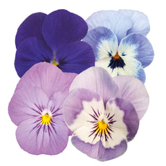 Viola Admire Blackberry Mix
