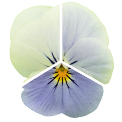 Viola Admire Blue Heaven